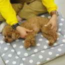 옐레드 애견유치원&애견호텔 부산용호점 이미지