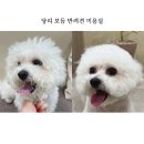 보듬 반려견미용실 네이버블로그