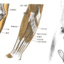 혈위안마 - 척택 복류 풍문혈 이미지