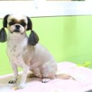 강실장펫살롱 네이버블로그