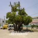 상모리-7 이미지