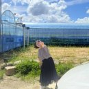 영광포도원 이미지