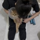 고양이 미용실 안냥 이미지