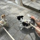 세리빠 네이버블로그