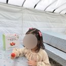 속초응골딸기Lab