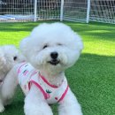 바로피트니스 골프아카데미 용인수지점 | 하늘이의 독 피트니스 수업 후 자세 변화와 효과 - 용인수지 독 피트니스