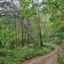 치악산둘레길 3코스 수레너미길 이미지