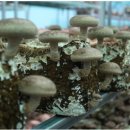 혜숙농장 이미지