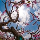 삼화1리 이미지