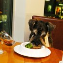 JUST DOG 이미지