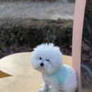 강아지하네스옷 : 나래네 잡화점 화사한 강아지하네스 후기