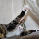 태능동물병원 이미지