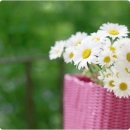 산들바람 이미지