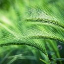 장수방앗간 이미지