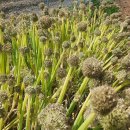 조선농장 이미지