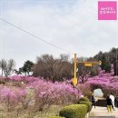 “축제 전에 다녀오길 잘했다🌸 원미산 진달래 70% 개화 후기”
