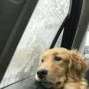BE MY DOG 이미지
