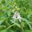 들깨 Perilla frutescens (L.) Britton 이미지