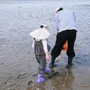 솔밭해안가펜션 | 서해 보령 대천 물때표 보는 법, 갯벌체험 시간 계산 및 해루질 준비물 총정리