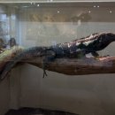 알비노랩 이미지