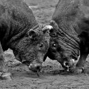 나는 희망한다 이미지