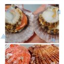 꽃가리비 이미지