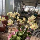 새만금꽃화원 이미지