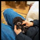 행복한강아지 이미지