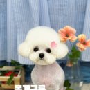 몽개구름 이미지