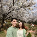 안산벚꽃음악회 | 벚꽃 엔딩 전 꼭 가야 할 연희숲속쉼터 튤립과 수선화가 가득한 봄꽃 산책