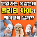 애견샵 | 대구애견샵 강아지 입양 후기