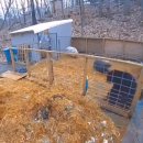 돼지우리 이미지