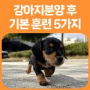 이담펫 이미지