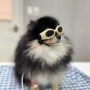 공주동물병원 이미지