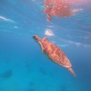 [Bohol] 보홀 오라보라 ㅣ 나팔링 프리다이빙체험 프다호핑