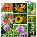 한국사이버원예대학