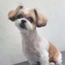 스담멍스 네이버블로그