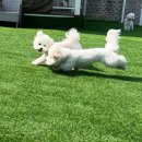 우리들애견 이미지