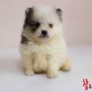 참 조은 훈이네 강아지 이미지