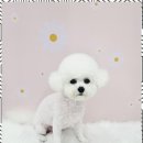 아임댕댕 이미지