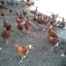 매남3리 이미지