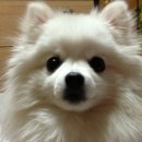 뽀미하우스