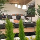 노부스테라 이미지