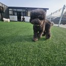 루루애견 | 루루가 너무 행복했던 곳! 인천 영종도 운남동 애견호텔 제이독 이용 후기