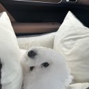 소안로 | 부천 소사구 애견미용 큐티몽 깔끔한 미용 후기