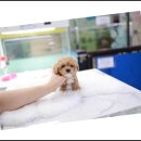 강아지에 빠지다 이미지