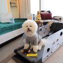 위드펫(with pet) 이미지