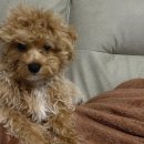 샘마루동물병원 | 둥지 미용한 날🐶 - 멍블리 애견미용(원주-기업도시점)