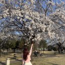 새로나헤어갤러리 | [잠실동미용실 추천 무이잠실새내점] 벚꽃 나들이 가기 전 레드 염색 받기 (ft. 정현 디자이너)