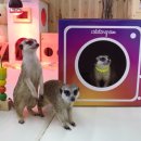 마리앤쥬(ZOO) 이미지